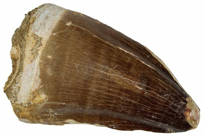 Large, Fossil Mosasaur (Prognathodon) Tooth - Morocco #261863